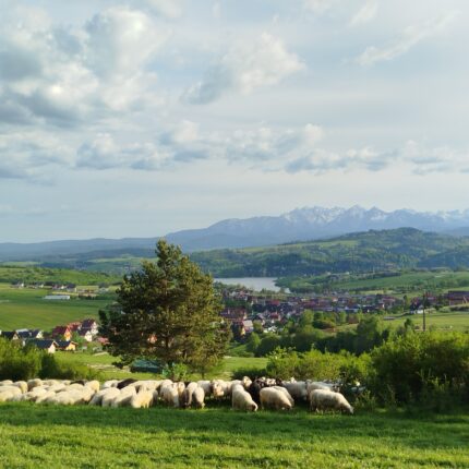Owce pasące się w Kluszkowcach – Jezioro Czorsztyńskie i Tatry w tle
